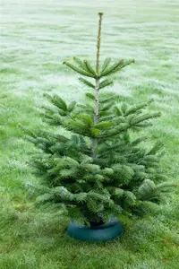 Abies nordmanniana 225-250   DKL - afbeelding 5