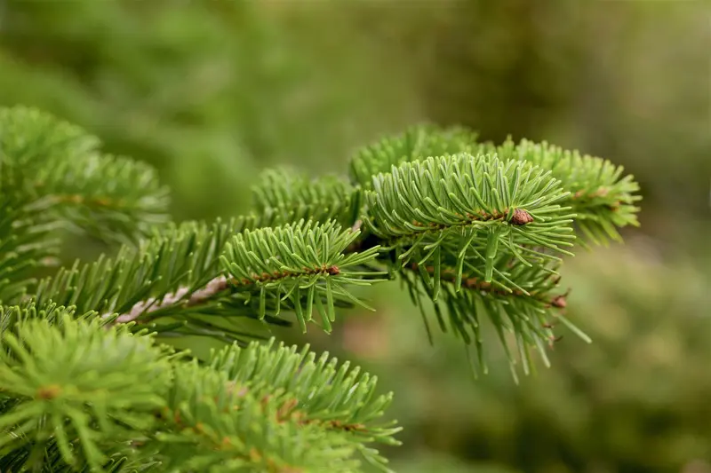 Abies nordmanniana 225-250   DKL - afbeelding 2