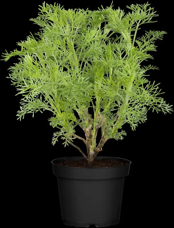 artemisia abrotanum P9