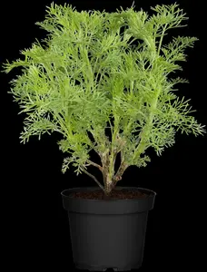 artemisia abrotanum P9