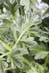 artemisia absinthium P9 - afbeelding 5