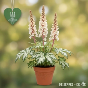 Acanthus mollis 'Whitewater' P9