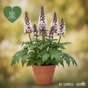 Acanthus spinosus P9