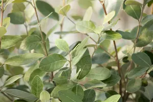 Acca sellowiana (feijoa sellowiana) OP REK 110X50 C18 - afbeelding 4