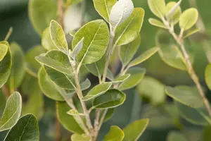 Acca sellowiana (feijoa sellowiana) OP REK 180X110 C60 - afbeelding 2
