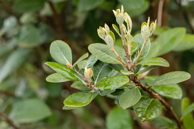 Acca sellowiana (feijoa sellowiana) OP STAM   C9 - afbeelding 5