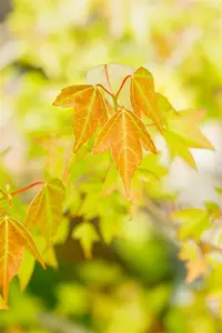 Acer buergerianum ( trifidum) 200-250   C35 MRST - afbeelding 2