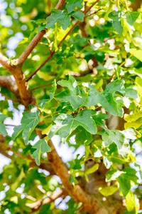 Acer camp. 'Elsrijk' 6/ 8 HO BW - afbeelding 4