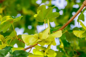 Acer camp. 'Elsrijk' 6/ 8 HO BW - afbeelding 2