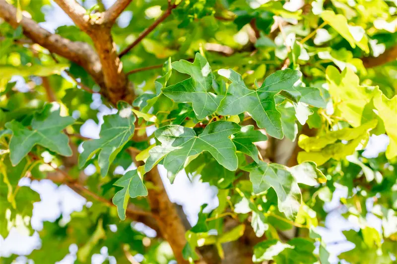 Acer camp. 'Elsrijk' 6/ 8 HO BW - afbeelding 3