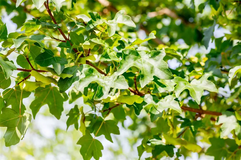 Acer camp. 'Elsrijk' 6/ 8 HO BW - afbeelding 5