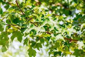 Acer camp. 'Elsrijk' 6/ 8 HO BW - afbeelding 5