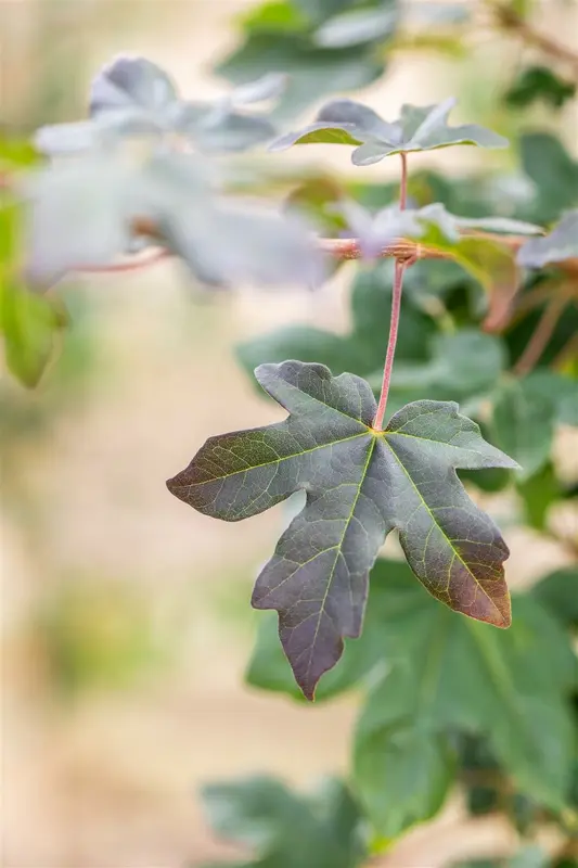 Acer camp. 'Red Shine' 8/10 HO BW - afbeelding 4