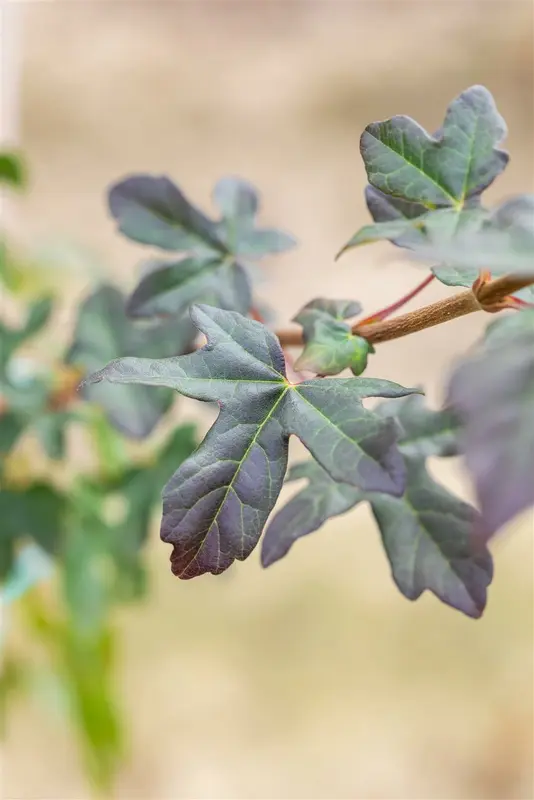 Acer camp. 'Red Shine' 8/10 HO BW - afbeelding 2