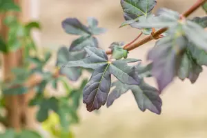 Acer camp. 'Red Shine' 8/10 HO BW