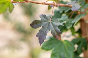 Acer camp. 'Red Shine' 8/10 HO BW - afbeelding 3