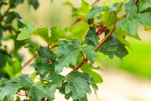 Acer camp. 'William Caldwell' 10/12 HO BW - afbeelding 4