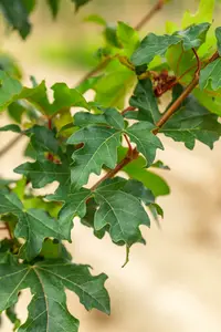 Acer camp. 'William Caldwell' 6/ 8 HO BW - afbeelding 3