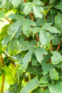 Acer camp. 'William Caldwell' 8/10 HO BW - afbeelding 2