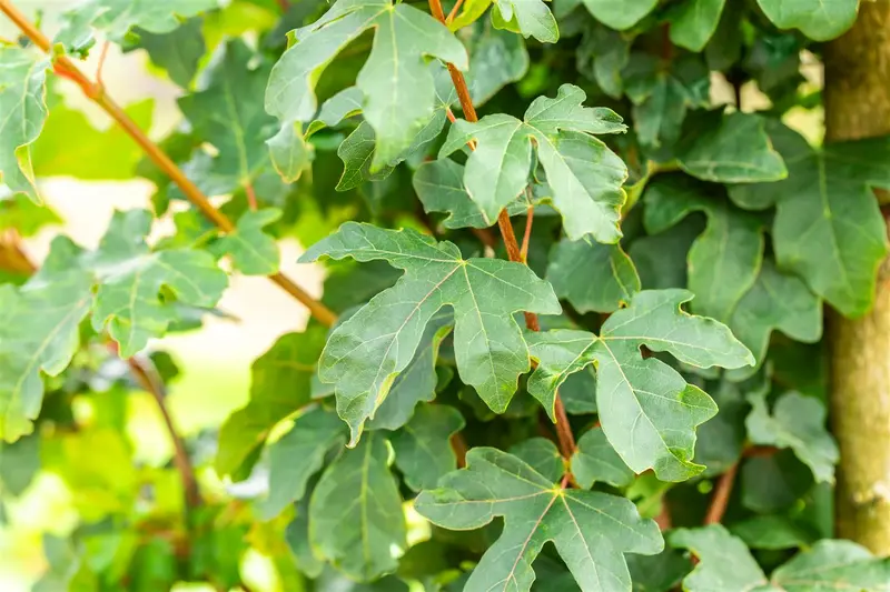 Acer camp. 'William Caldwell' 8/10 HO BW - afbeelding 1