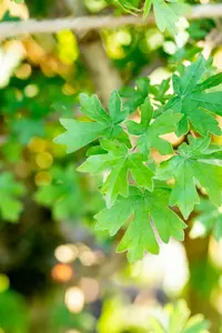 Acer campestre 125-150 KLUIT - afbeelding 4