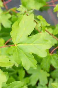 Acer campestre 18/20 HO DKL - afbeelding 2