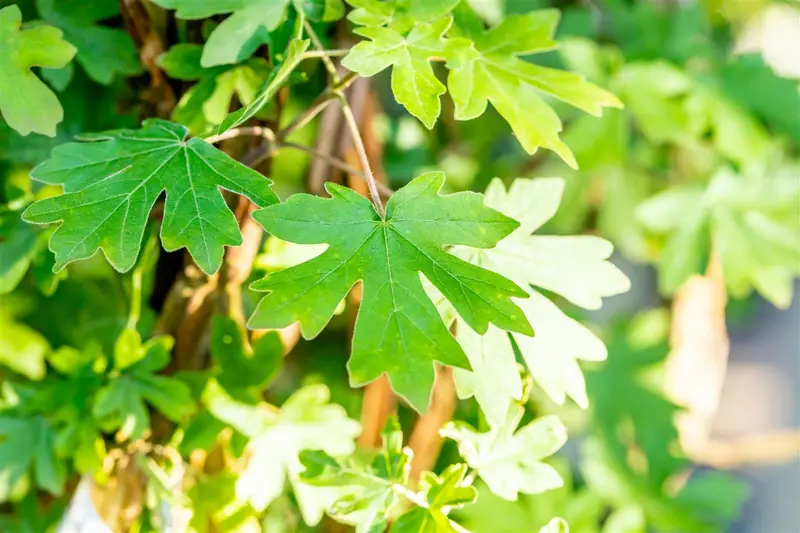 Acer campestre 20/25 HO DKL - afbeelding 5