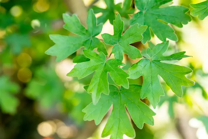 Acer campestre 400-450   C230 MRST - afbeelding 3