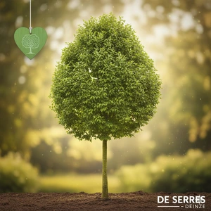 Acer campestre 'Elegant' 14/16 (HO)