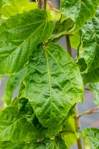 Acer capillipes 175-200 C35 - afbeelding 2