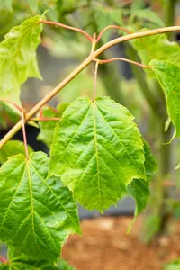 Acer capillipes 200-250   DKL MRST - afbeelding 5