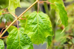 Acer capillipes 200-250   DKL MRST - afbeelding 4