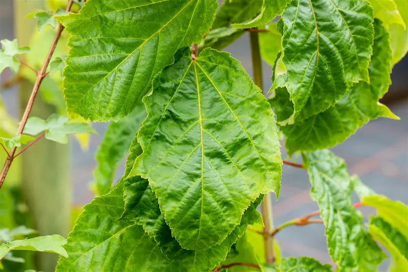 Acer capillipes 6/ 8 HO C - afbeelding 1