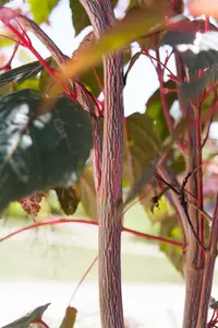 Acer consp. 'Red Flamingo' 175-200 C20 - afbeelding 4
