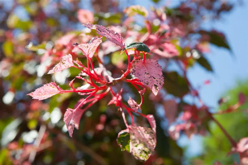 Acer consp. 'Red Flamingo' 175-200 C20 - afbeelding 5