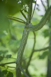 Acer davidii 175-200 C20 - afbeelding 3