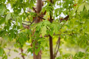 Acer griseum 125-150 C20 - afbeelding 5