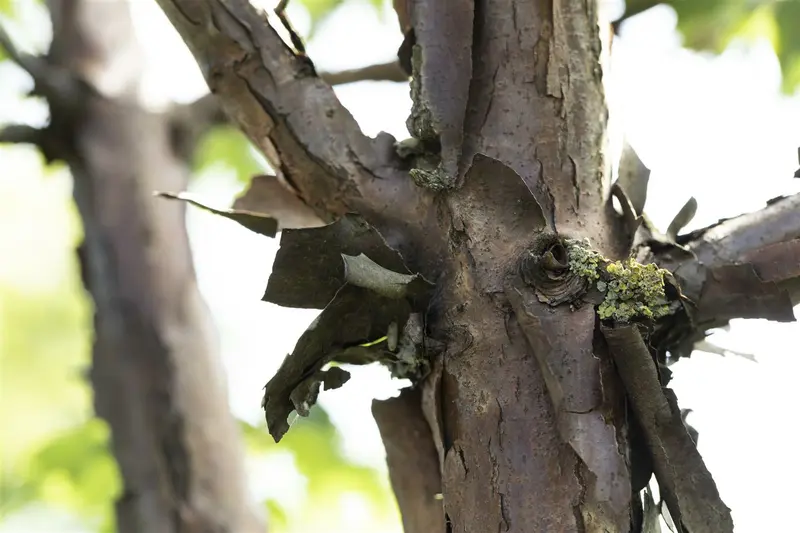 Acer griseum 200-250   C90 MRST - afbeelding 2