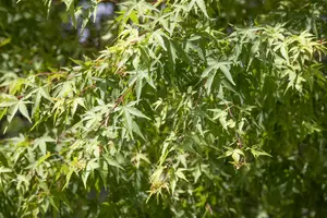 Acer jap. 'Aconitifolium' 125-150 C70 MRST