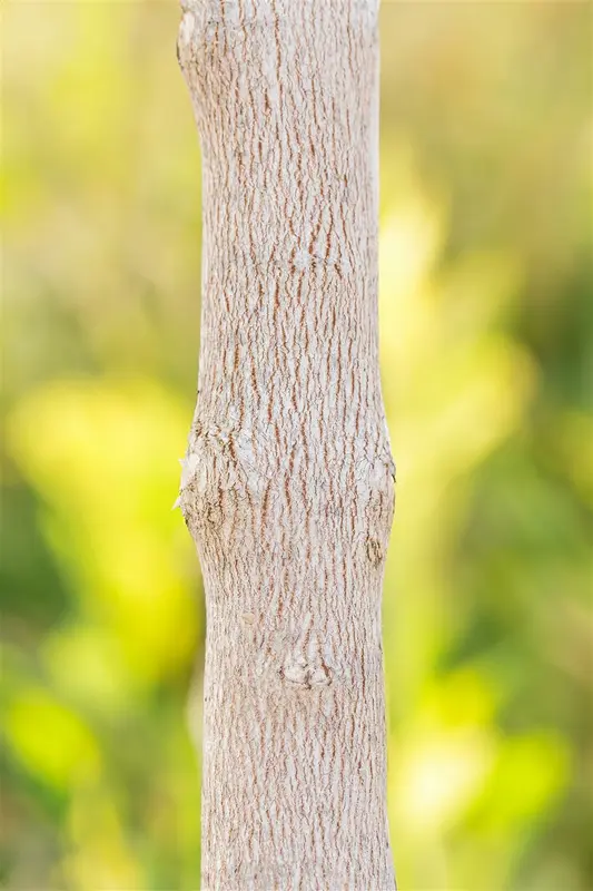 Acer monspessulanum 200-250   DKL MRST - afbeelding 5