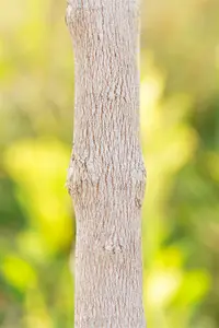 Acer monspessulanum 200-250   DKL MRST - afbeelding 5