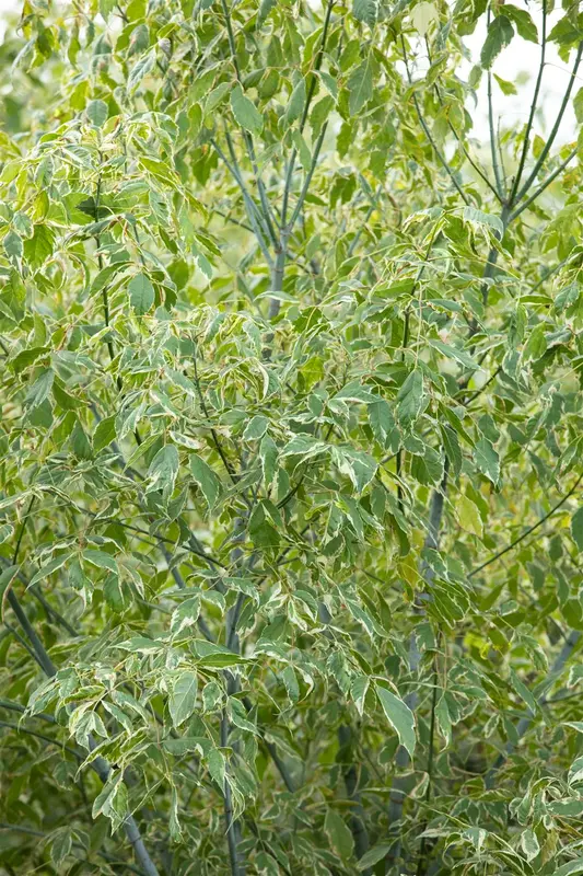 Acer neg. 'Variegatum' ( 'argenteovar.') 6/ 8 HO BW - afbeelding 4