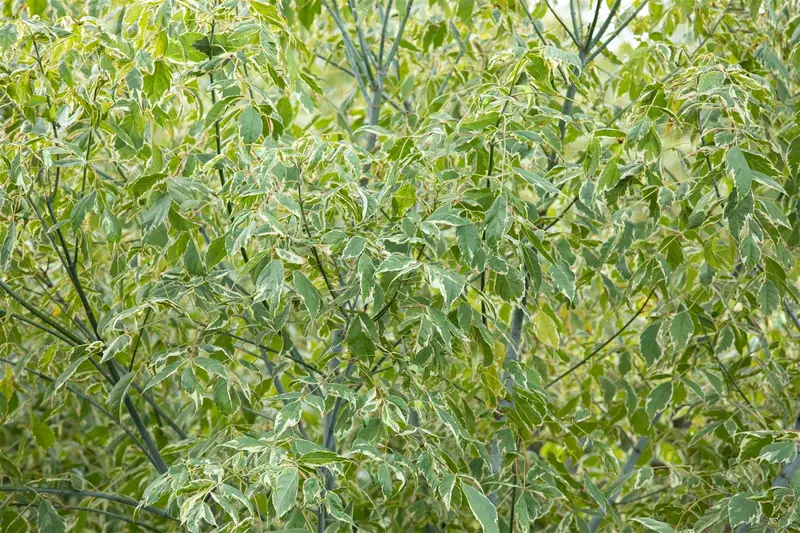 Acer neg. 'Variegatum' ( 'argenteovar.') 6/ 8 HO BW - afbeelding 2