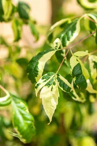 Acer negundo 6/ 8 HO BW - afbeelding 5