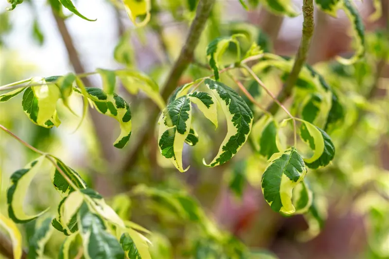 Acer negundo 6/ 8 HO BW - afbeelding 2