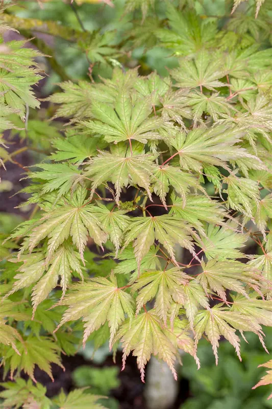 Acer palm. 'Ariadne' 125-150   C20 - afbeelding 5