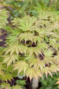 Acer palm. 'Ariadne' 125-150   C20 - afbeelding 5