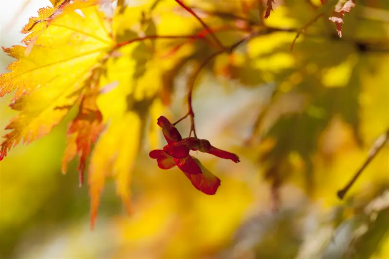 Acer palm. 'Ariadne' 125-150   C20 - afbeelding 1