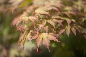 Acer palm. 'Ariadne' 125-150   C20 - afbeelding 3
