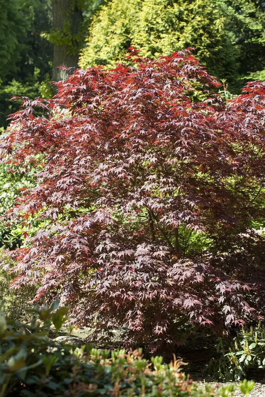 Acer palm. 'Bloodgood' 125-150   C20 - afbeelding 2